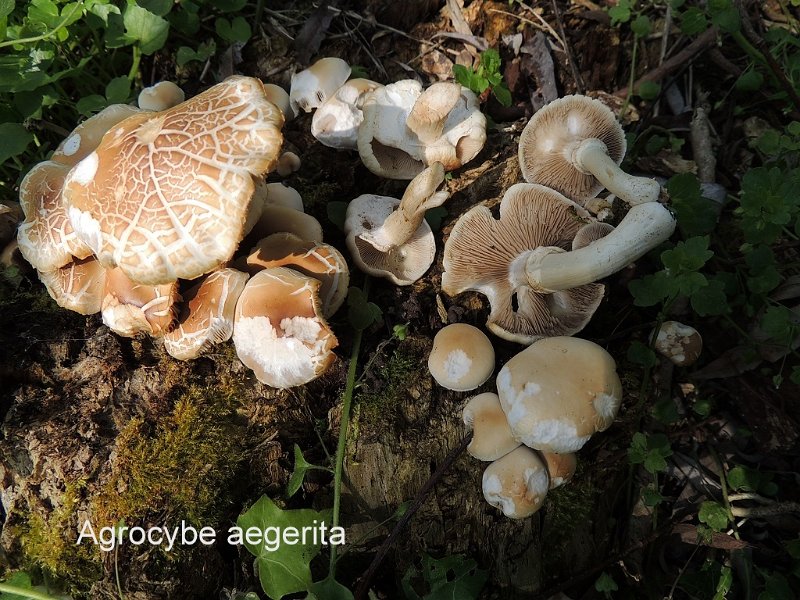 Cyclocybe cylindracea-amf1439-2.jpg - Cyclocybe cylindracea ; Syn1: Agrocybe aegerita ; Syn2: Pholiota aegerita ; Nom français: Pholiote du peuplier, Pivoulade